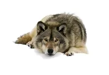 animals mammals white background wolves 1920x1200 wallpaper Art HD Wallpaper